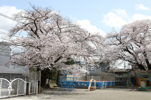 入園式前に満開になった桜。あと一週間待って欲しかった、です。